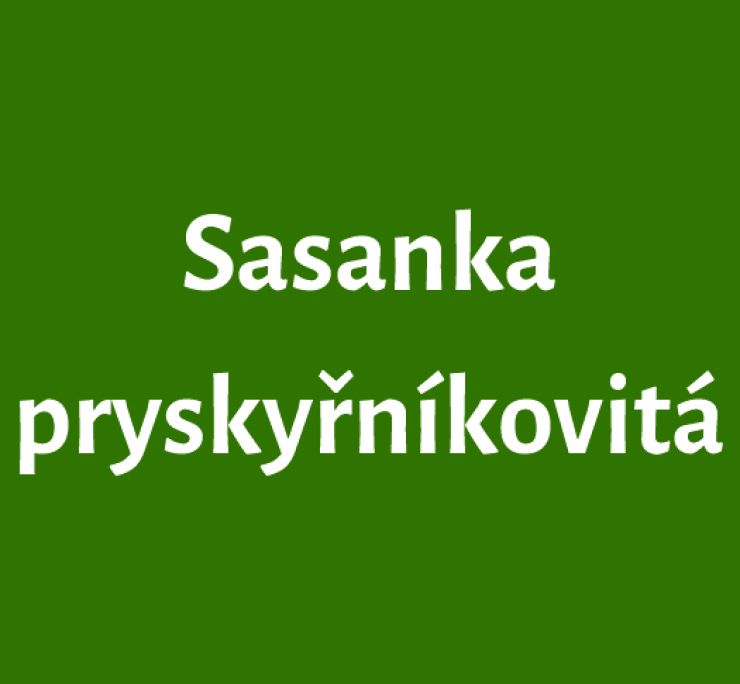 zobrazit detail snímku: Sasanka pryskyřníkovitá