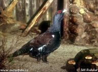 Tetřev hlušec - Tetrao urogallus Tetřev hlušec - Tetrao urogallus: Kriticky ohrožený, dříve velmi častý a lovený druh…