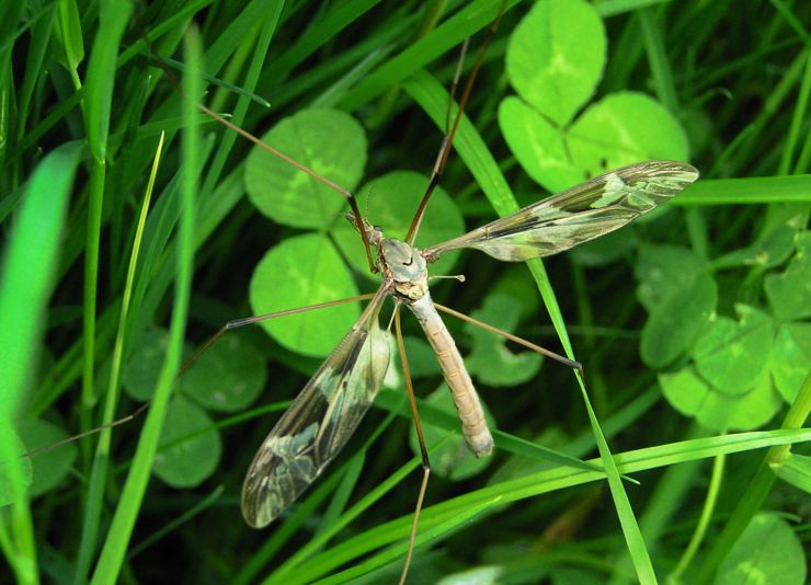 zobrazit detail snímku: Tiplice obrovská (Tipula maxima).