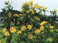 Atlas energetických rostlin využitelných v našich podmínkách - 1 Atlas energetických rostlin využitelných v našich podmínkách - 1: Spalování biomasy je jeden z mála způsobů, jak…