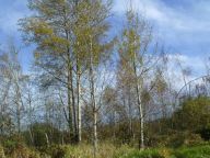 I dřeviny mají v pískovnách své místo I dřeviny mají v pískovnách své místo: I když v minulých článcích bylo mnohokrát…