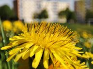 Výzva ministerstva: Nechte trávníky žít! Výzva ministerstva: Nechte trávníky žít! : Nejrůznější zelené plochy jsou důležitou součástí…