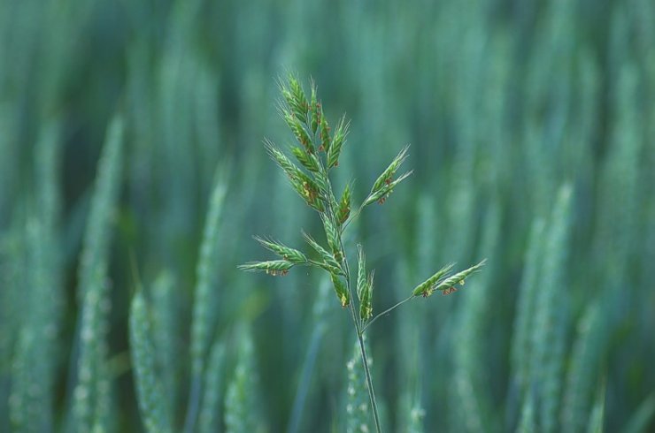 zobrazit detail snímku: Sveřep