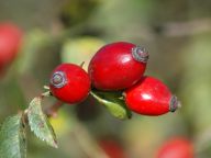 Zázračné plody růže šípkové: jak šípek sbírat, sušit a recepty na jeho zpracování Zázračné plody růže šípkové: jak šípek sbírat, sušit a recepty na jeho zpracování: Lidé dnes utrácí peníze za nejrůznější „zdravé…