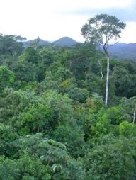 Mýty o tropických deštných pralesích Mýty o tropických deštných pralesích: O zkáze deštných lesů se píše a mluví velmi často. O…