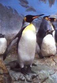 Exkluzivně: nová vlna osídlení Evropy tučňáky Exkluzivně: nová vlna osídlení Evropy tučňáky: Našemu mimořádnému zpravodaji se povedlo zjistit…