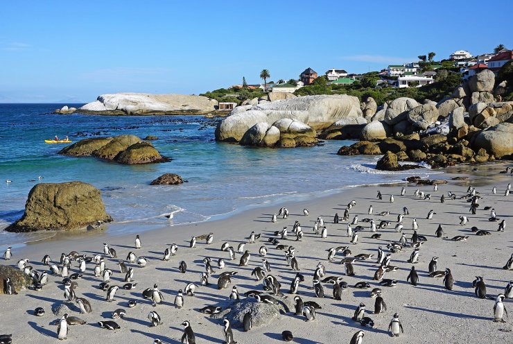 zobrazit detail snímku: Tučňáci brýloví na Boulders Beach.