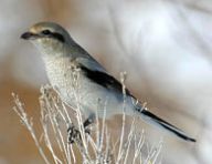 Ťuhýk šedý - Lanius excubitor Ťuhýk šedý - Lanius excubitor: Pták velikosti kosa s čedým peřím kontrastujícínm s…