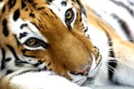 Zoo Praha Zoo Praha: Čas výletů a dovolených je, alespoň pro většinu z…