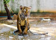 Konec týrání tygrů a lvů v soukromých bytech a nevyhovujících klecích Konec týrání tygrů a lvů v soukromých bytech a nevyhovujících klecích: Je váš sen vlastnit krásného lva nebo tygra, mazlit…