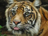 Charizma šelmy Charizma šelmy: Dlouho jsem pochybovala, zda vůbec existuje. A…