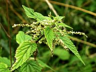 Kopřiva dvoudomá - Urtica dioica L. Kopřiva dvoudomá - Urtica dioica L.: Většina z nás považuje kopřivu dvoudomou (Urtica…