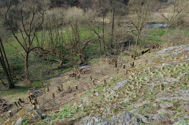 zobrazit detail snímku: Pohled na svahy asanovaných akátin (levý břeh Radbuzy) 