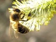 Dorozumívání živočichů Dorozumívání živočichů: Porozumět jazyku zvířat, to je sen starý jako…