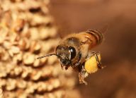 Pyl není jen včelí potrava, ale i jejich lékárna Pyl není jen včelí potrava, ale i jejich lékárna: Včely medonosné. Jedni z hrdinů naší planety, bez…