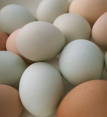 Ptačí vejce - klikněte pro zobrazení detailu Ptačí vejce - klikněte pro zobrazení detailu