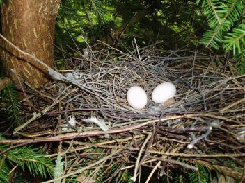 Hnízdo s vejci Holuba hřivnáče - klikněte pro zobrazení detailu Hnízdo s vejci Holuba hřivnáče - klikněte pro zobrazení detailu
