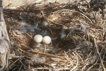 Hnízdo s kulatými vejci výra velkého - klikněte pro zobrazení detailu Hnízdo s kulatými vejci výra velkého - klikněte pro zobrazení detailu