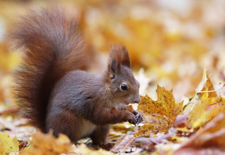 zobrazit detail snímku: Veverka obecná (Sciurus vulgaris)