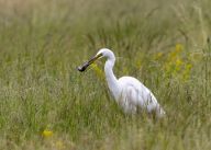 Planeta Evropa Planeta Evropa: Příroda kolem nás nebyla nikdy tak fascinující, tak…