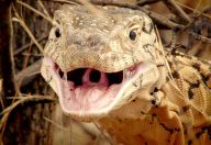 Víte, jak moc riskujete, když se rozhodnete navštívit australskou přírodu? Víte, jak moc riskujete, když se rozhodnete navštívit australskou přírodu?: Na nejmenším kontinentu naší planety žije paradoxně…