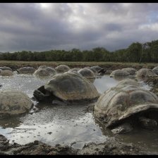 Galapágy