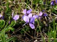 Violka vonná - Viola odorata Violka vonná - Viola odorata: Tato nádherně vonící malá rostlinka má na svoji…