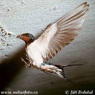 Ekoporadna aneb nad Vašimi dotazy - Nezvaní hosté 2 Ekoporadna aneb nad Vašimi dotazy - Nezvaní hosté 2: Dnes vám přinášíme odpovědi na dotazy týkající se…