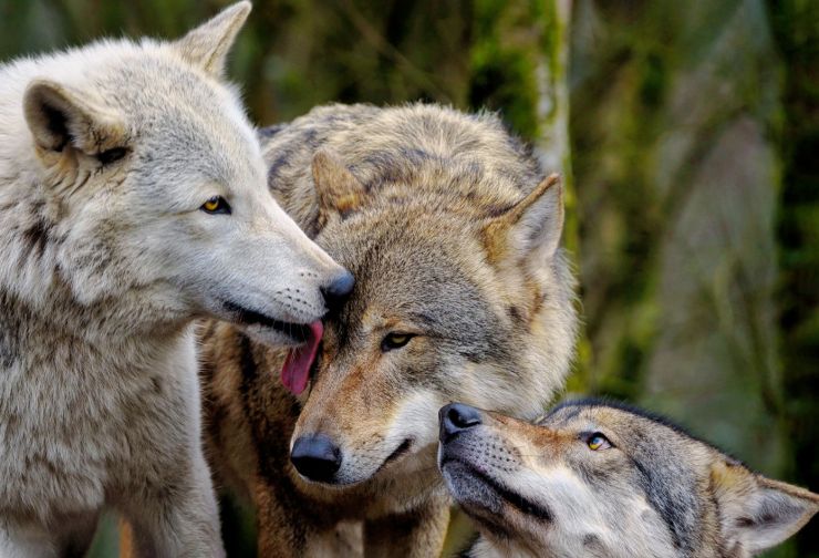 zobrazit detail snímku: Vlk obecný (Canis lupus).