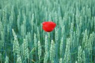 Vlčí mák - Papaver rhoeas Vlčí mák - Papaver rhoeas : Jedete-li v těchto dnech kolem polí či luk, nebo se…