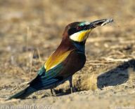 Vlha pestrá - Merops apiaster Vlha pestrá - Merops apiaster: Tímto článkem reaguji na nedávný příspěvek v…