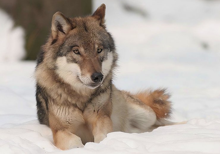 zobrazit detail snímku: Vlk obecný (Canis lupus).