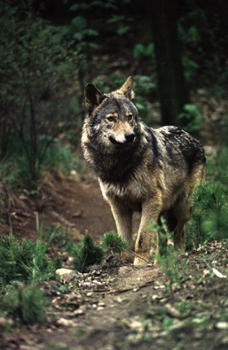 zobrazit detail snímku: Vlk obecný (Canis lupus).