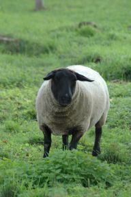 Vlna - materiál mnoha využití Vlna - materiál mnoha využití: Vlna je lidmi používána již od nepaměti. Lidé…