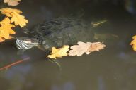 V Česko patří ke státům s největším počtem invazních druhů v EU V Česko patří ke státům s největším počtem invazních druhů v EU : Klíčový katalog obsahující informace o přítomnosti…