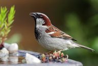 Milión ptáků v databázi Milión ptáků v databázi: Praha, 27.9. září 2015. Ornitologové a nadšenci do…