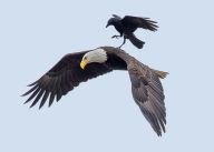 Vrána útočící na orla? Ne, tentokrát ne. Vrána útočící na orla? Ne, tentokrát ne.: Vrány jsou inteligentní a celkem