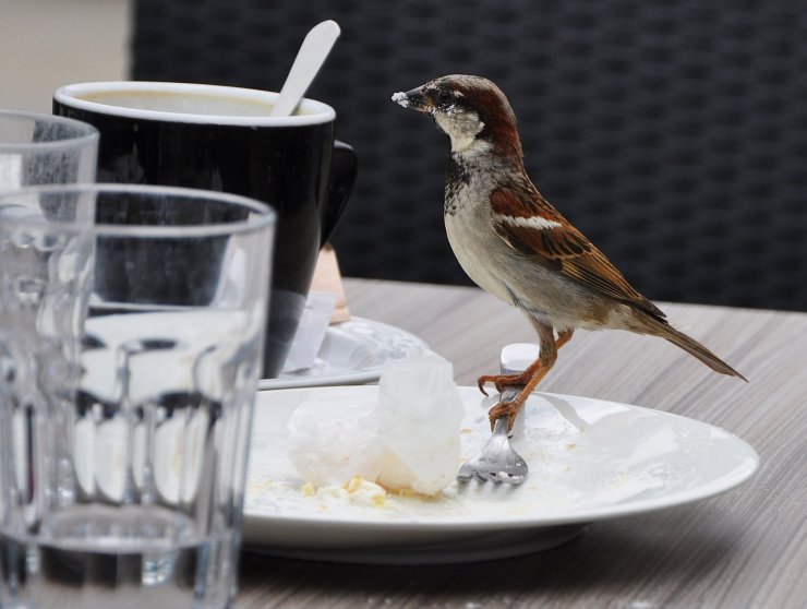 zobrazit detail snímku: Vrabec domácí (Passer domesticus).