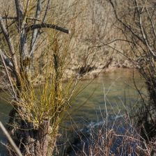 O vrbě bílé a košíkářské – nejen o pomlázce O vrbě bílé a košíkářské – nejen o pomlázce