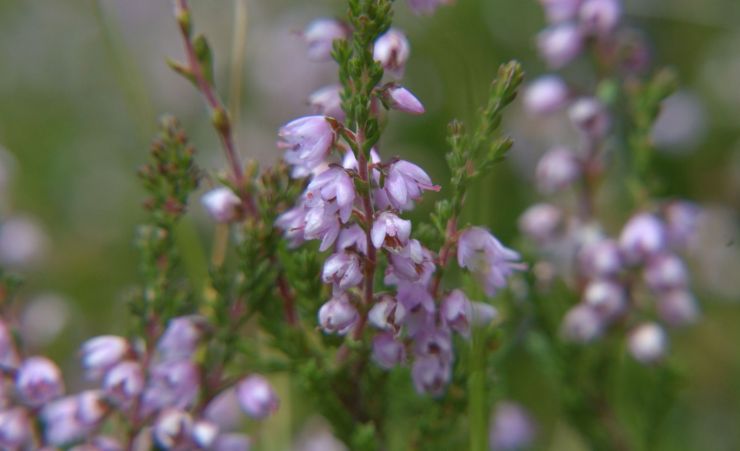 zobrazit detail snímku: Vřes obecný