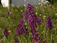 Rekordní sucho pomohlo v Podyjí africkému motýlovi i řadě rostlin Rekordní sucho pomohlo v Podyjí africkému motýlovi i řadě rostlin: Rekordní sucho a teplo tohoto léta ztížilo život…