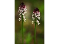 Jaro objevů v Podyjí - orchideje na nových místech, desítky čolků a návrat potápky Jaro objevů v Podyjí - orchideje na nových místech, desítky čolků a návrat potápky: Jako o říši zázraků mluví o Podyjí letos na jaře…