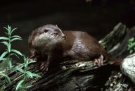 Vydra říční - Lutra lutra Vydra říční - Lutra lutra: Spolu s dalšími kunovitými jsou vývojově…