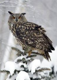 Výr velký - Bubo bubo Výr velký - Bubo bubo: Výr velký, z angličtiny 'orlí sova', je největší…