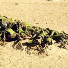 Welwitschia podivná