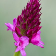 Hybrid orchidejí