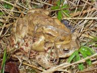 Ochrana obojživelníků Ochrana obojživelníků: Ochrana obojživelníků patří mezi nejvíce diskutované…