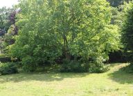 Jak pomoci ptákům na zahradě Jak pomoci ptákům na zahradě: Není to tak dávno, co jsem v jednom odborném…