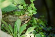 Vlašimští ochranáři přenesli více jak 9 000 obojživelníků Vlašimští ochranáři přenesli více jak 9 000 obojživelníků: Donedávna jste na několika lokalitách Středočeského…