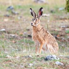Přijde naše příroda o zajíce? Přijde naše příroda o zajíce?